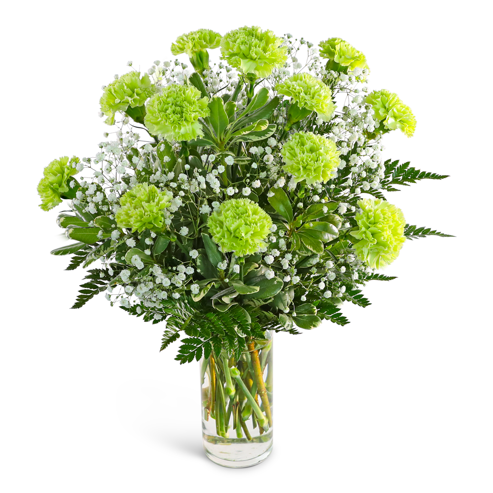 One Dozen Green Carnations with Babies Breath