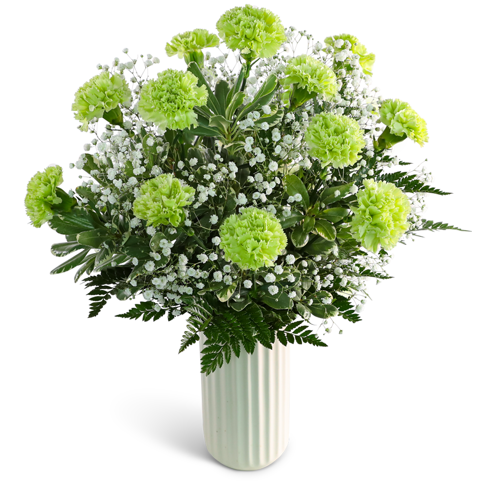 One Dozen Starry Green Carnations