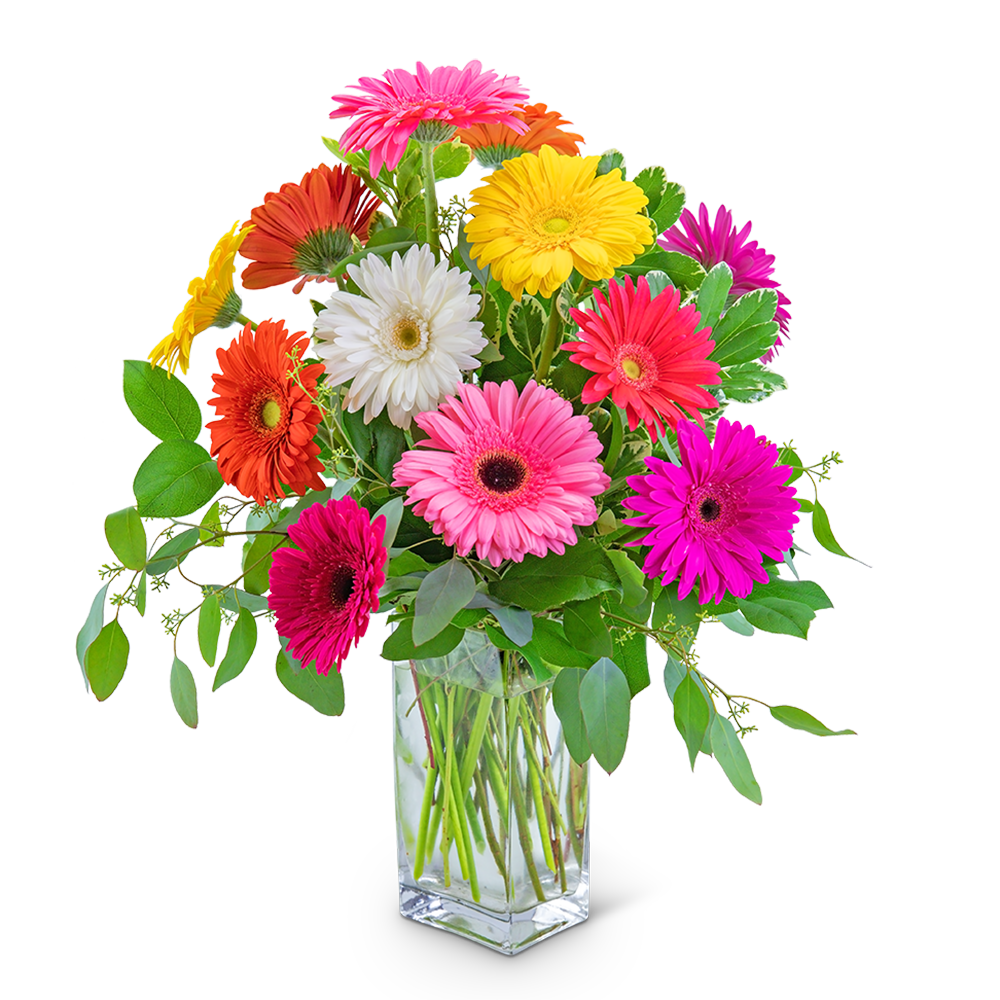 One Dozen Dashing Gerbera