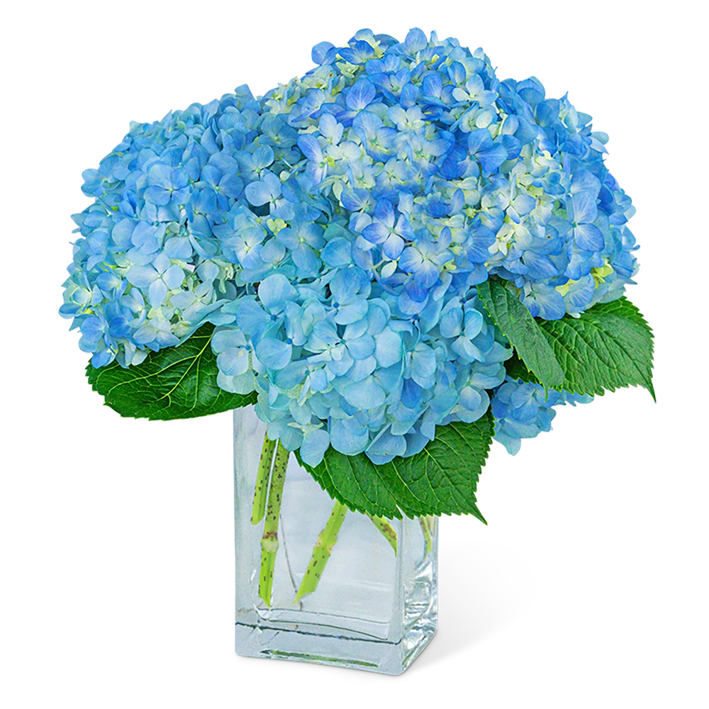 Hydrangeas In Blue