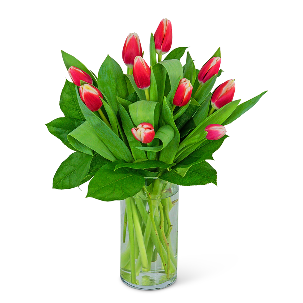 Tigress Tulips