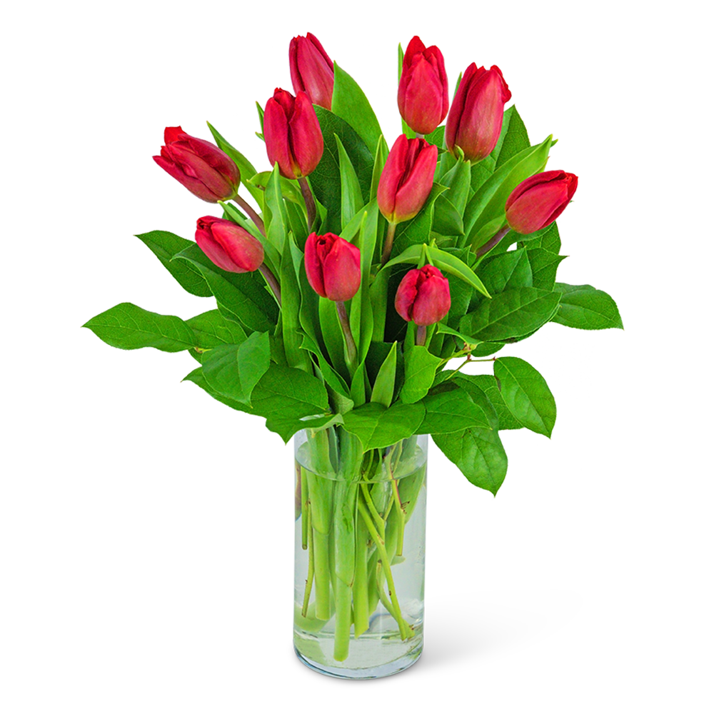 Red Tulips
