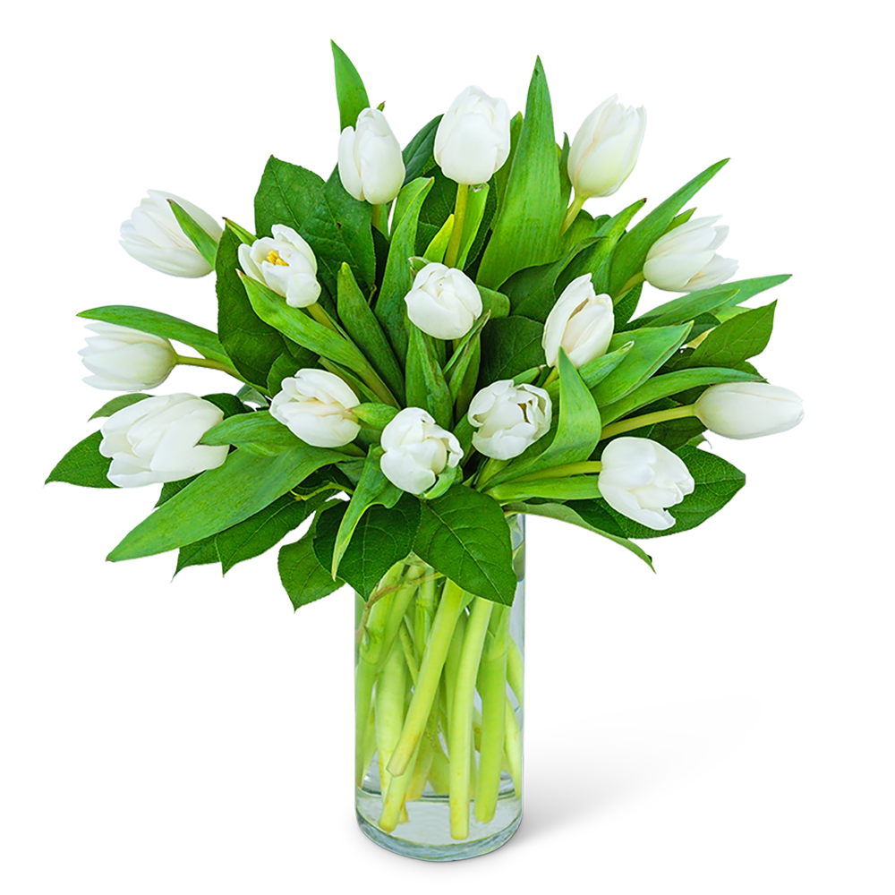 White Tulips