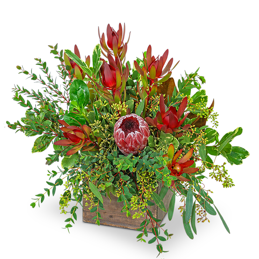 Wild and Lush Protea