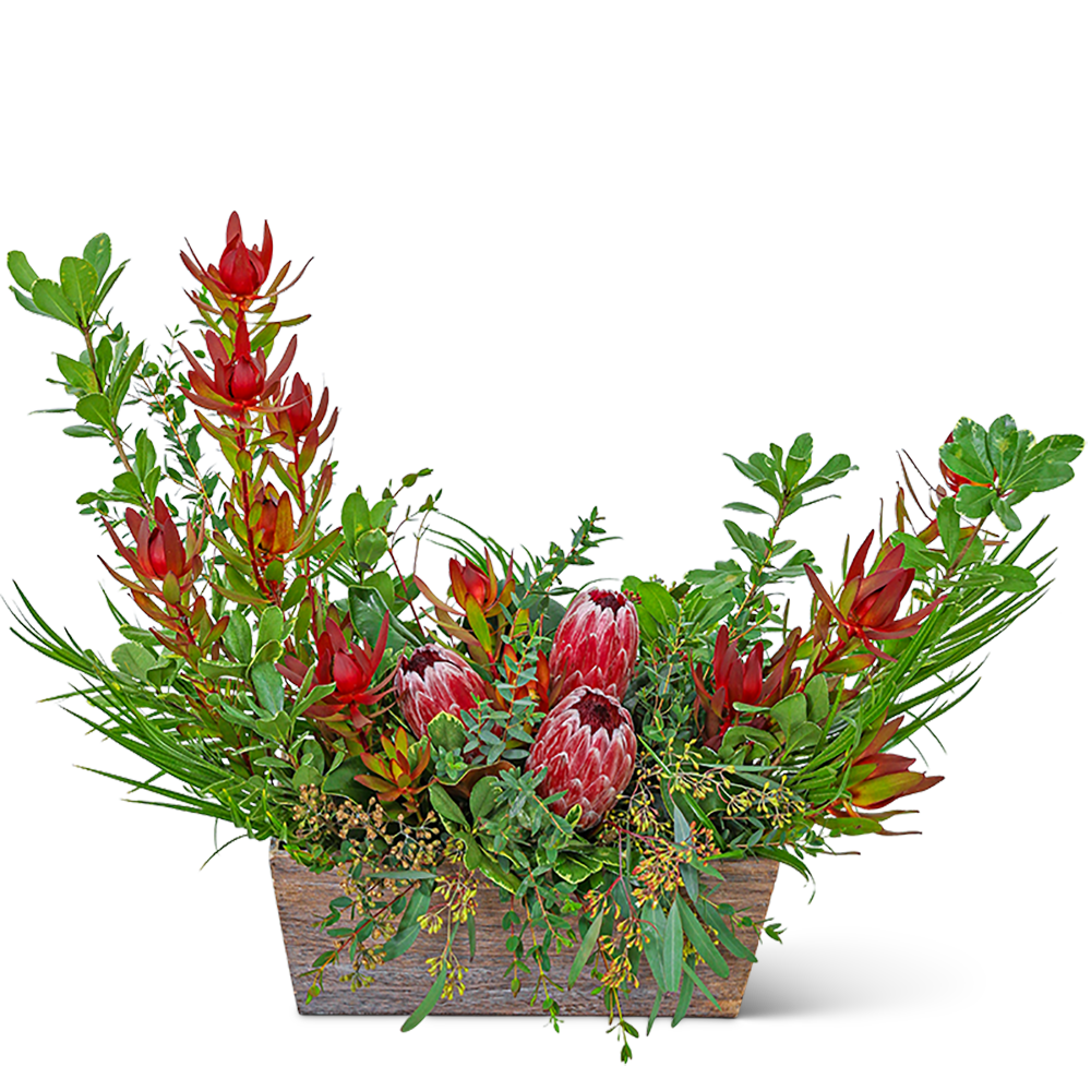 Wild Protea Crescent