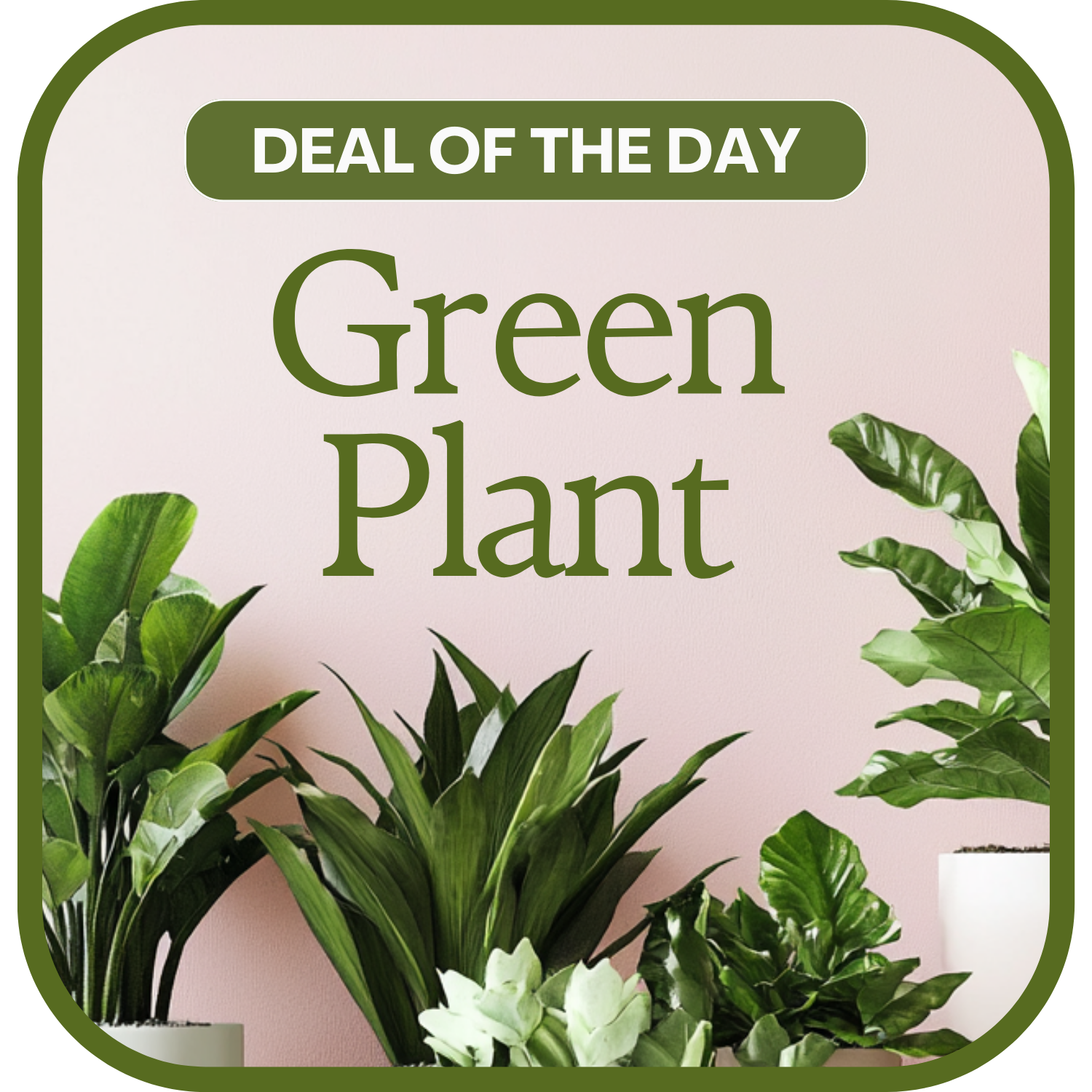 Green Plant Deal of the Day