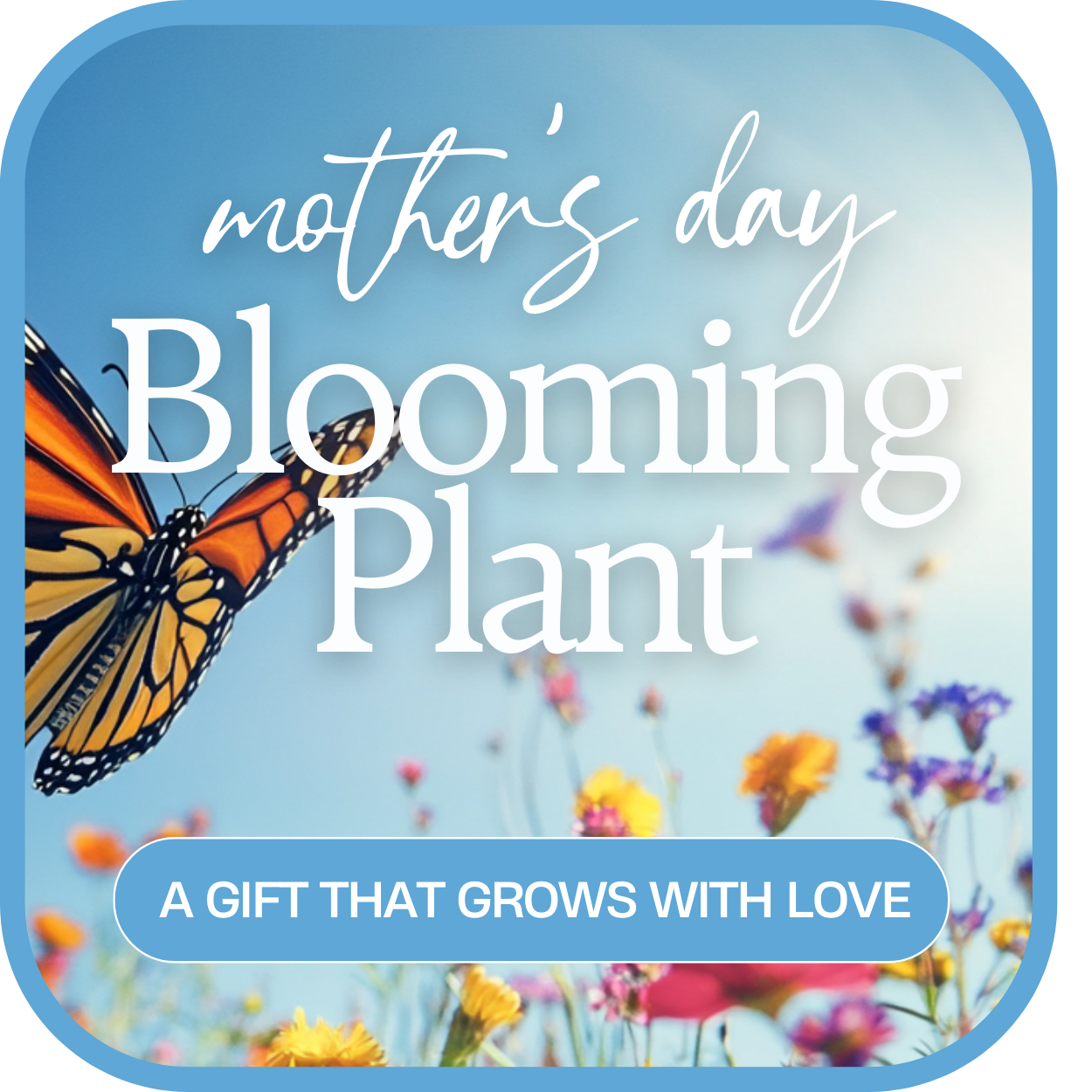 Mother’s Day Blooming Plant