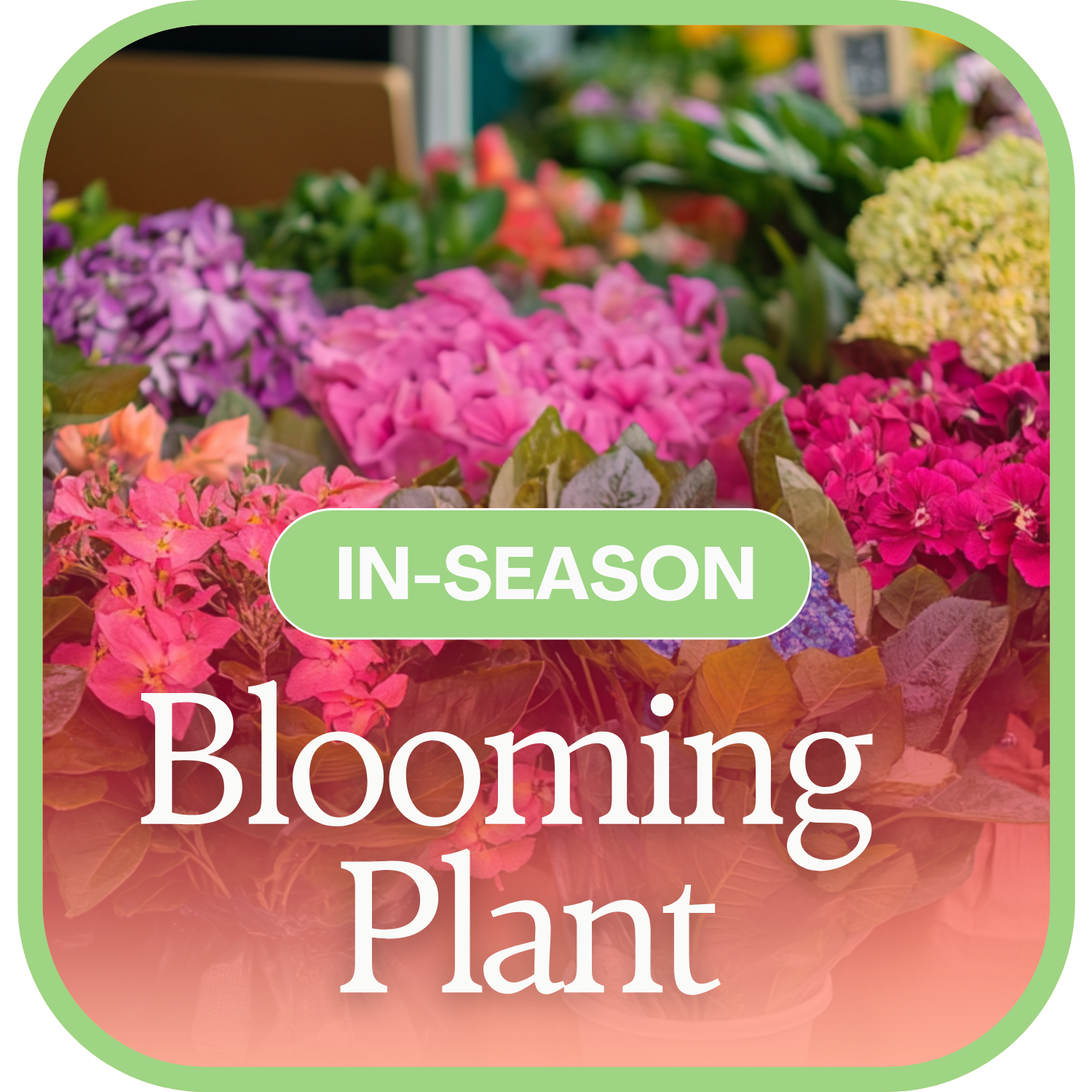 In-Season Blooming Plant