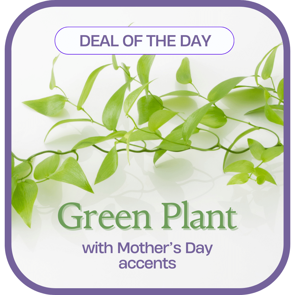 Green Plant with Mother’s Day Accents