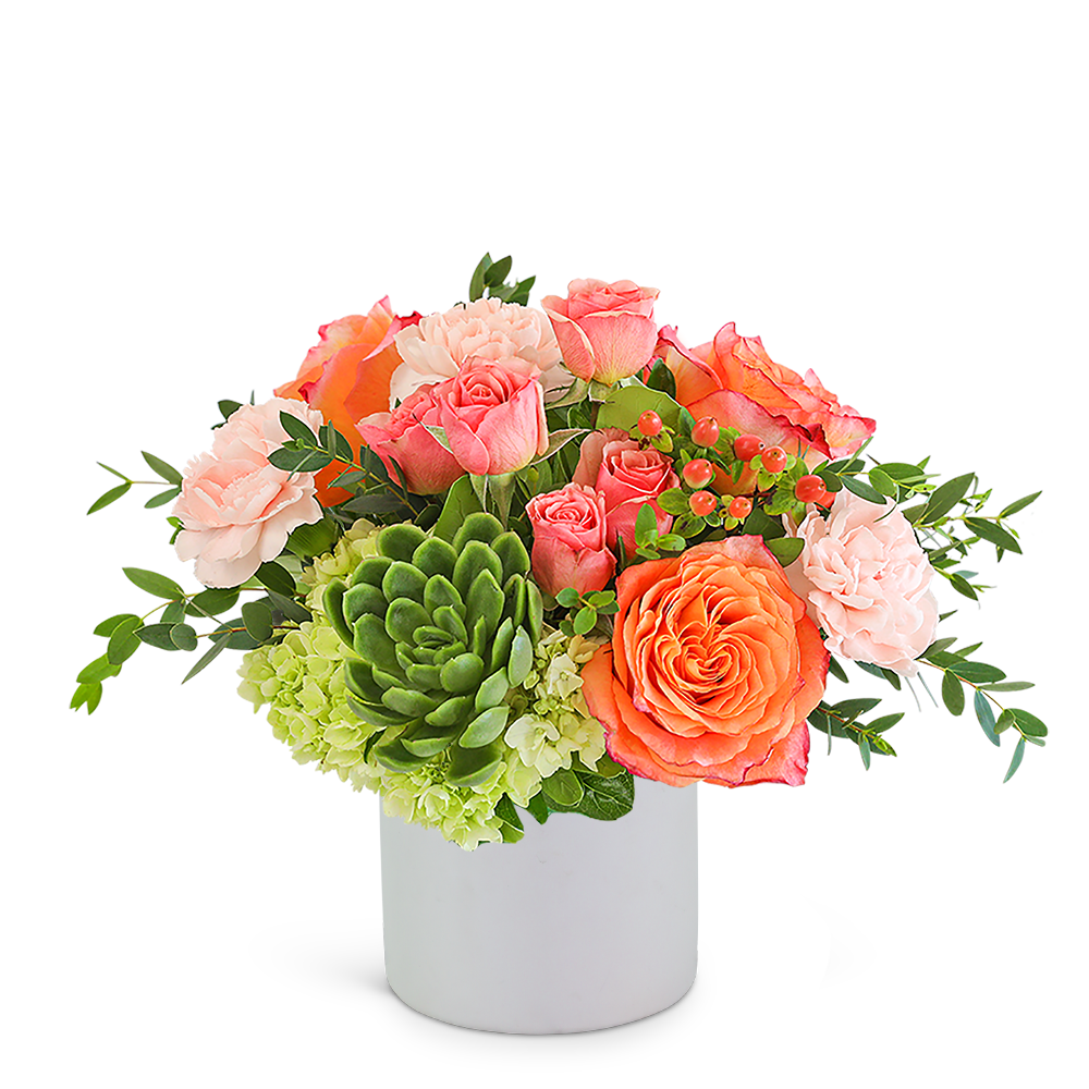 Malibu Magic with Succulents