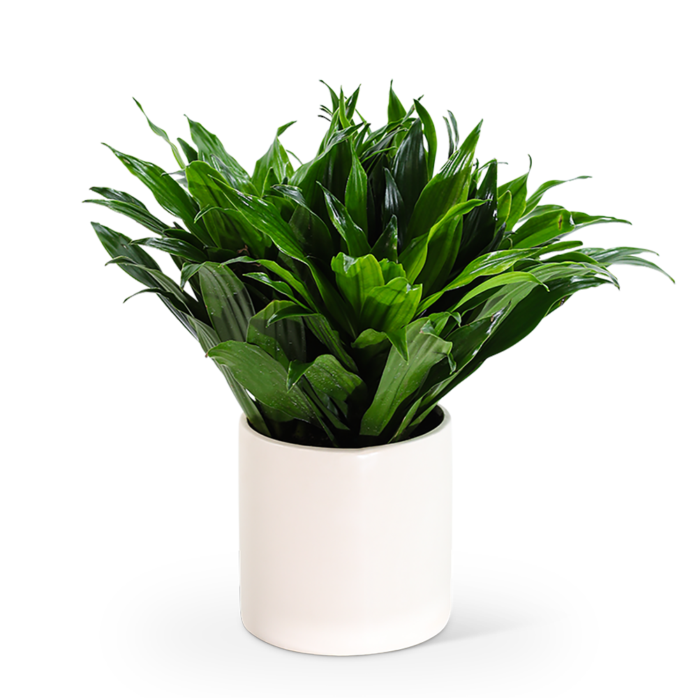 Dracaena Compacta