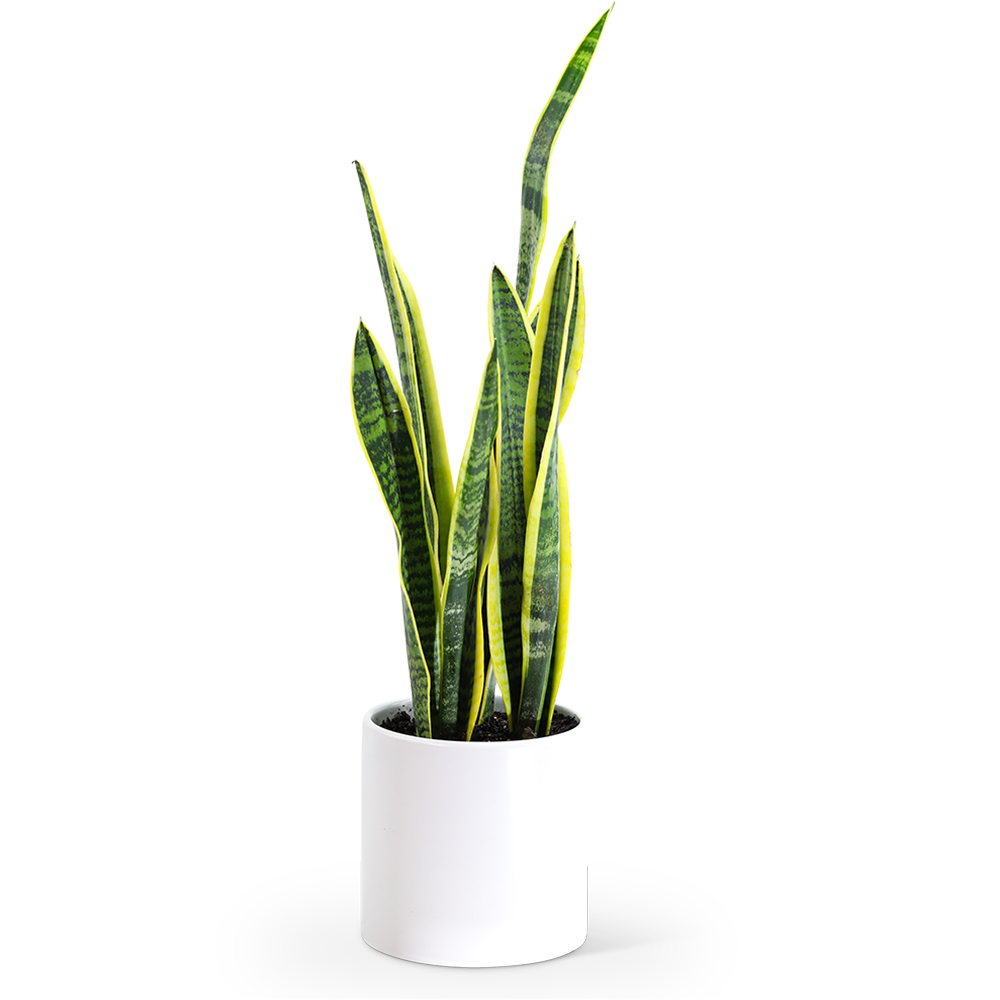 Sansevieria Plant