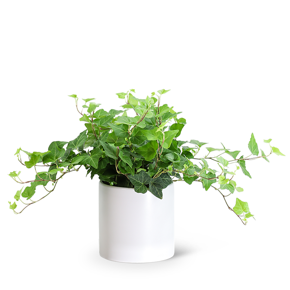 English Ivy Plant
