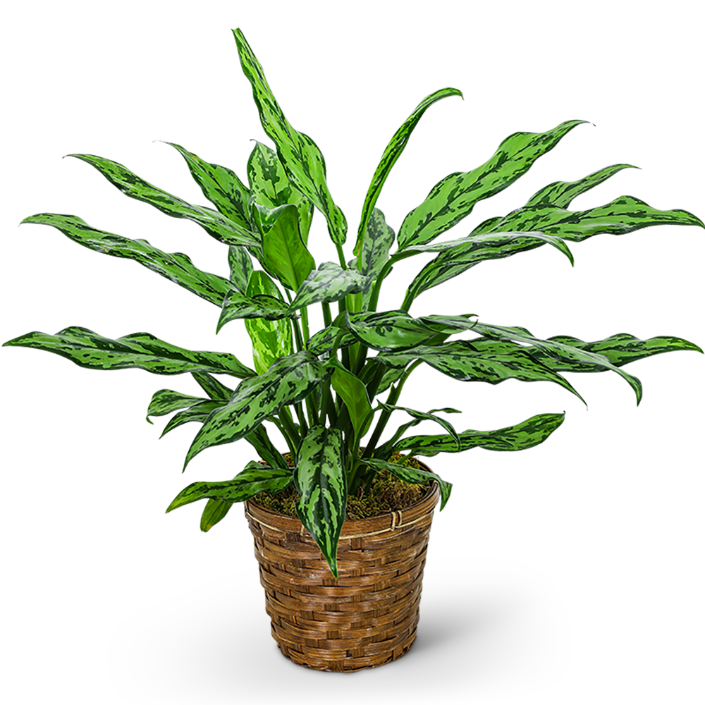 Chinese Evergreen Plant