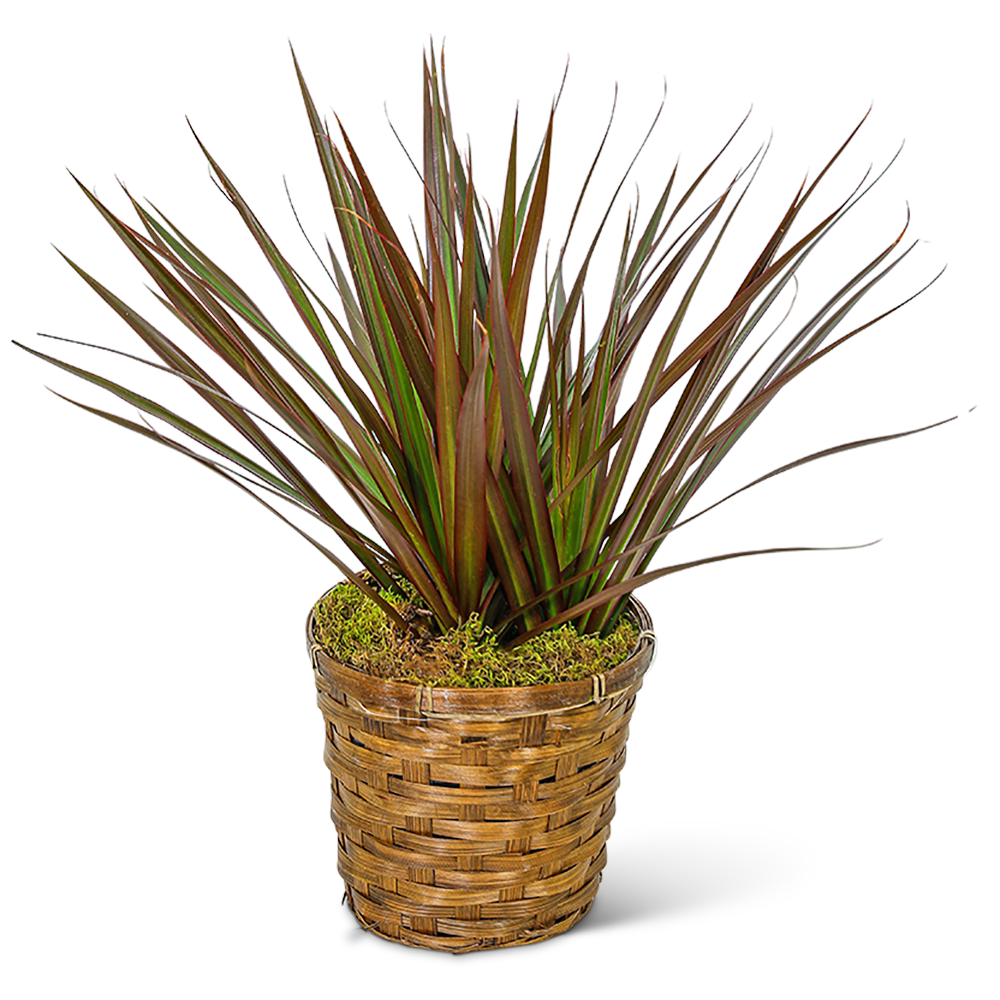 Dracaena Marginata in a Basket