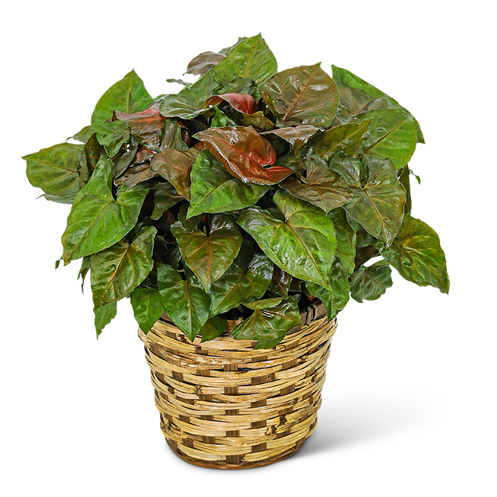 Arrowhead Plant in Basket