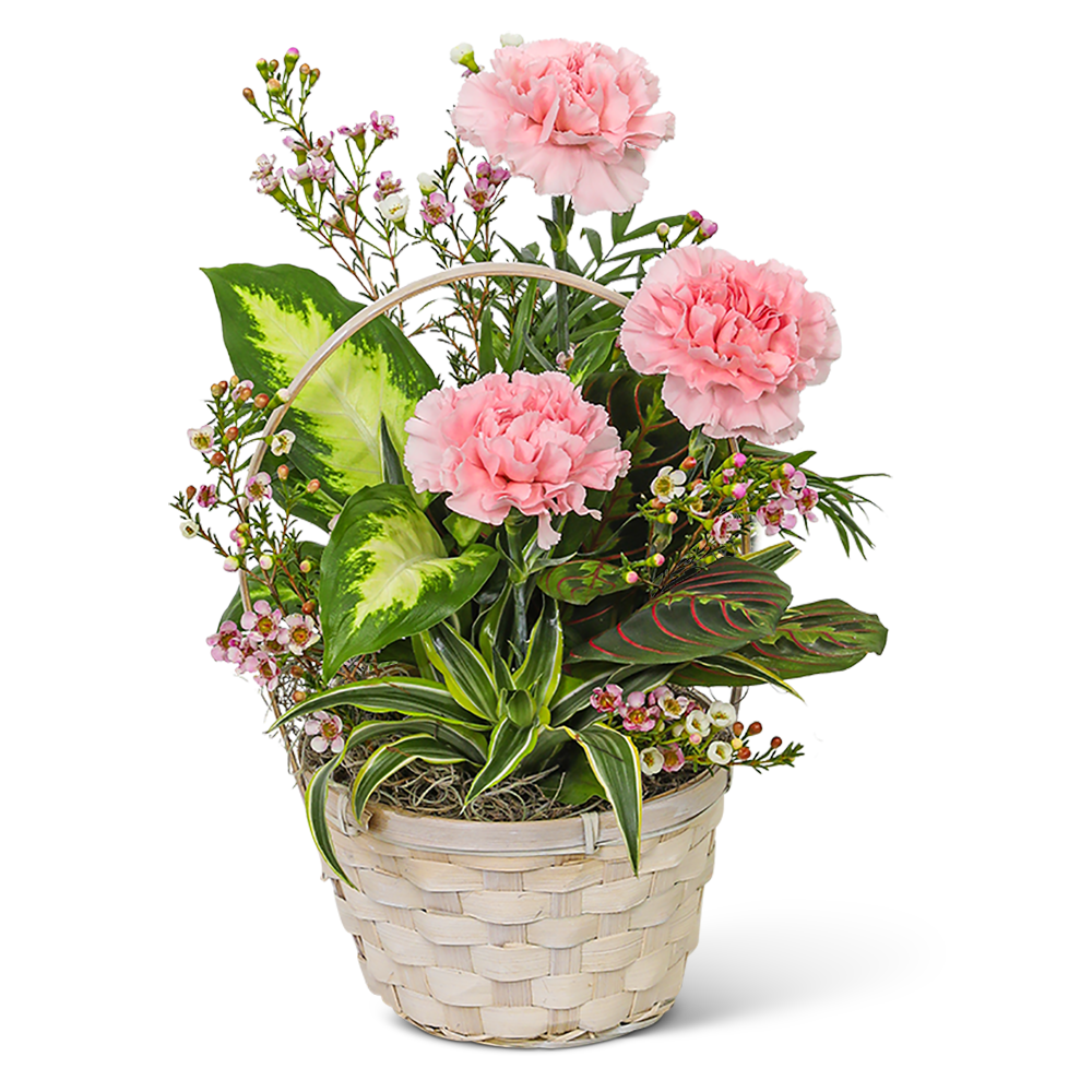 Dish Garden with Pink Florals