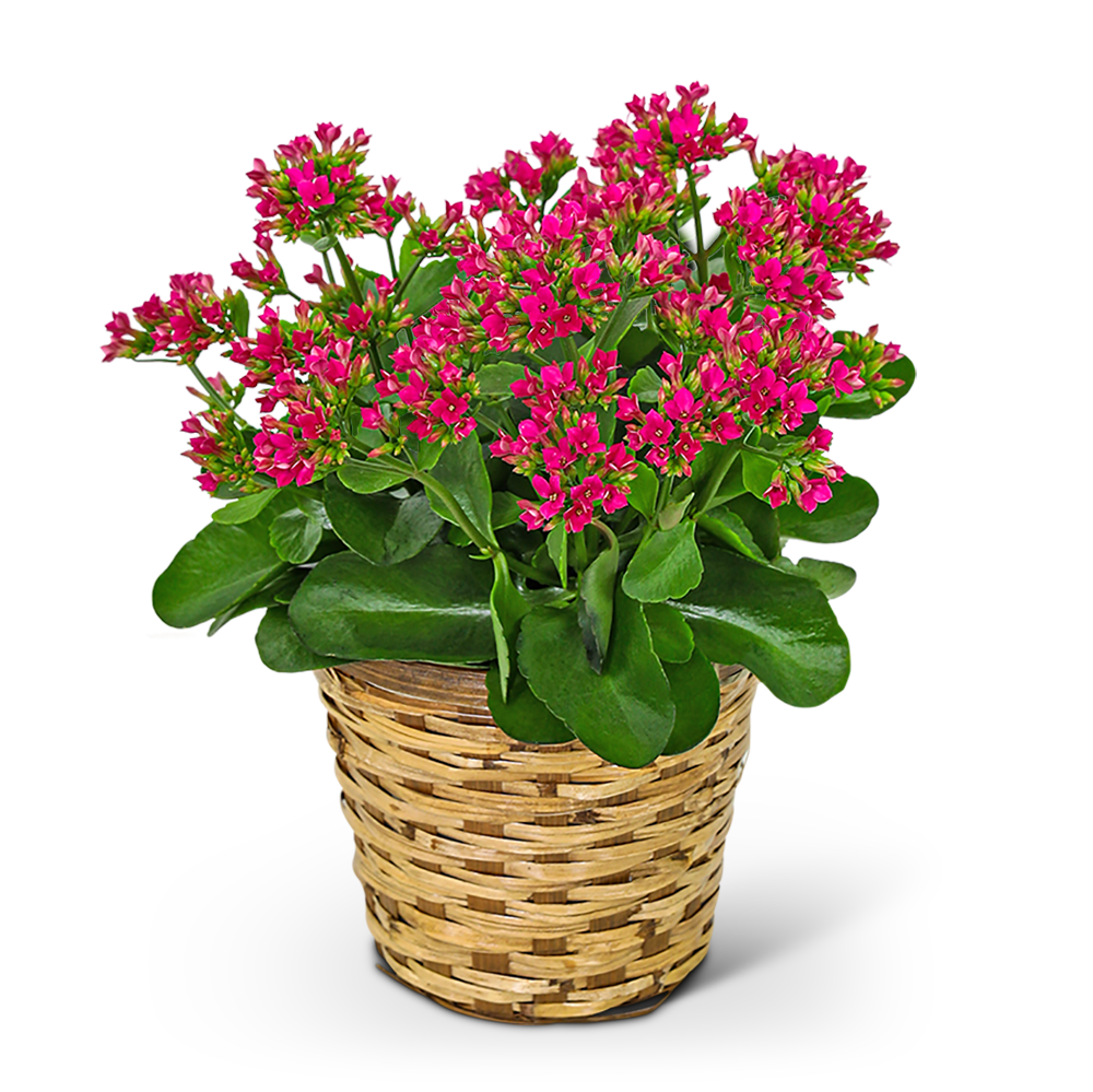 Rosy Bloom Kalanchoe Plant