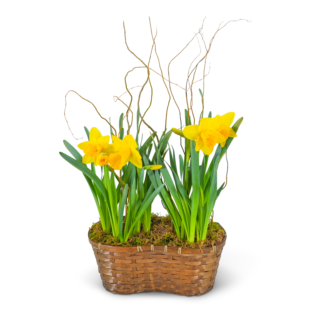 Double Daffodil Basket