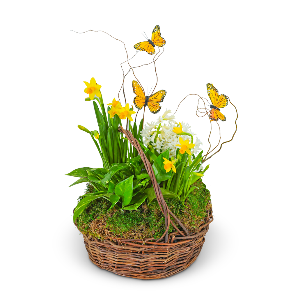 Spring Plants with Butterflies