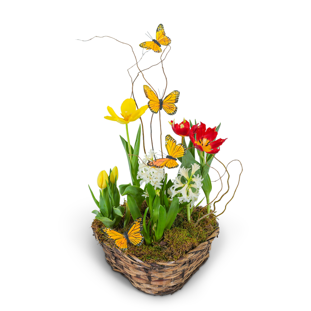 Blooming Bulbs with Butterflies
