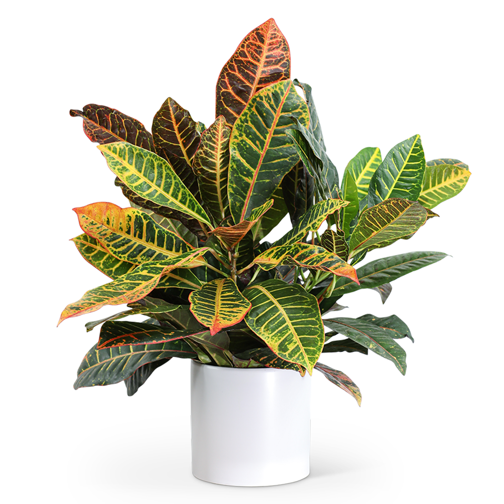 Croton Petra Plant