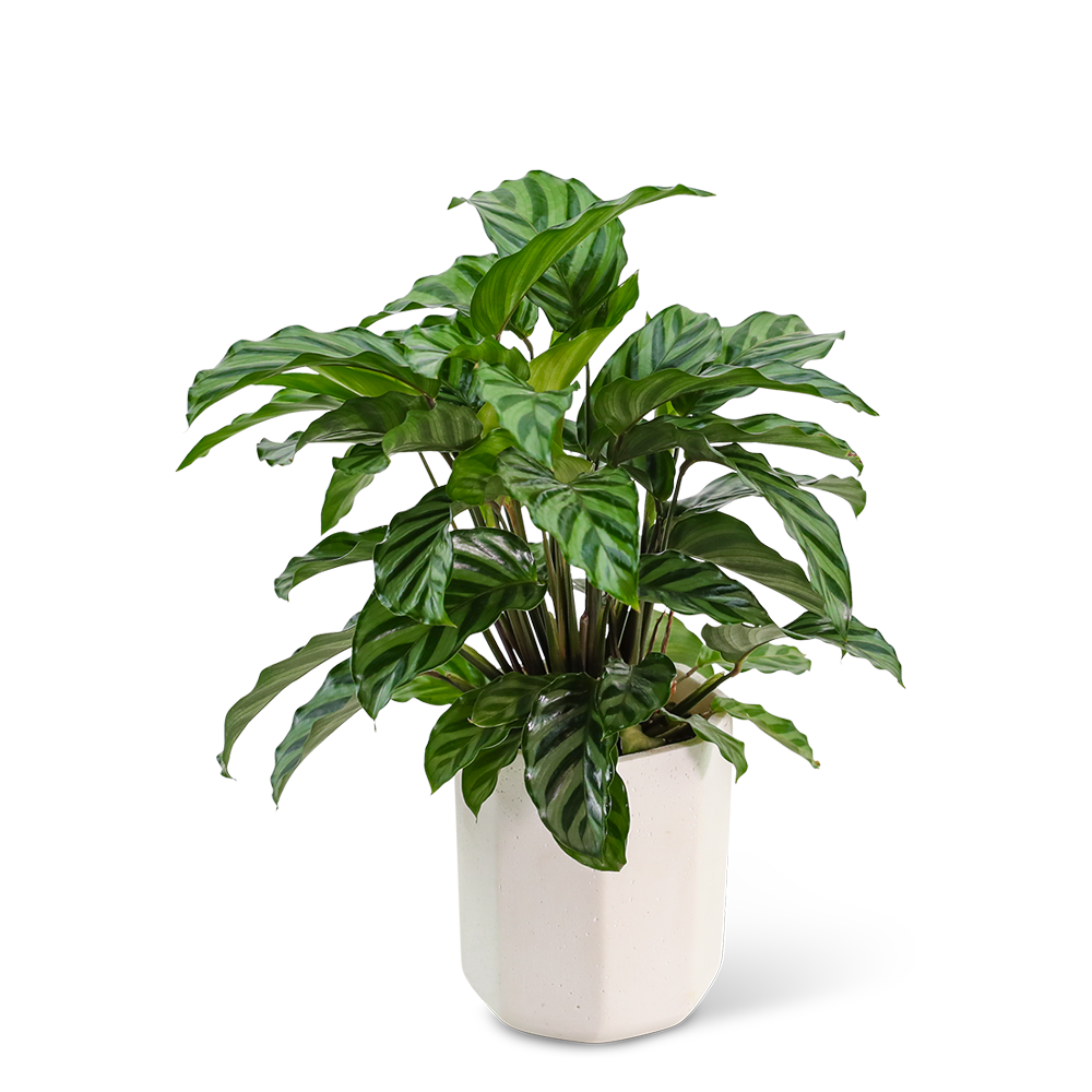 Calathea Plant in Ceramic Container