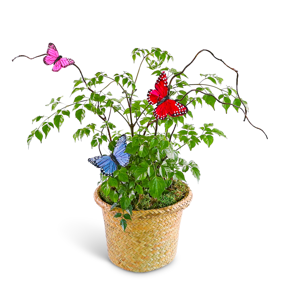 Butterfly China Doll Plant in Basket