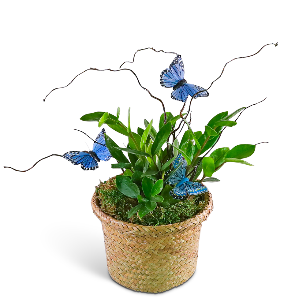 Zanzibar Gem Plant with Blue Butterflies