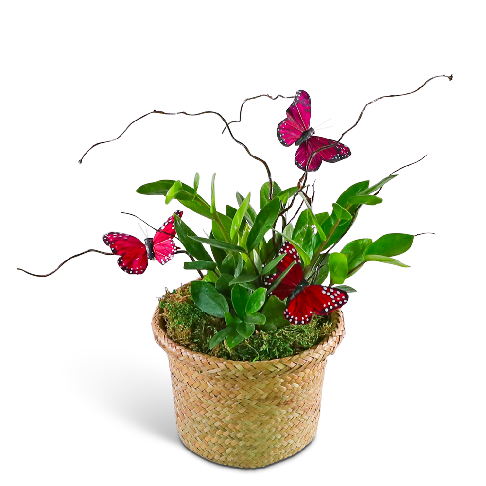 Butterfly Kisses Zanzibar Gem Plant