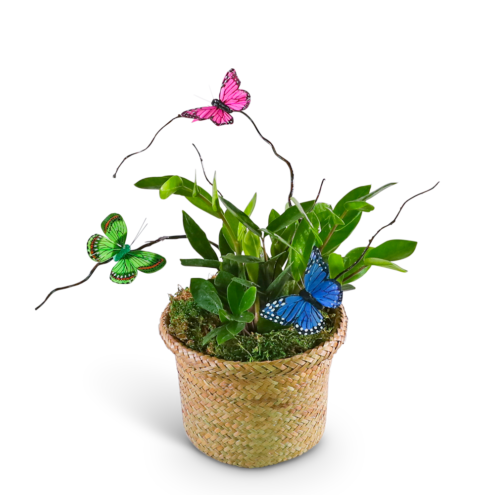 Zanzibar Gem Plant with Butterfly Accents