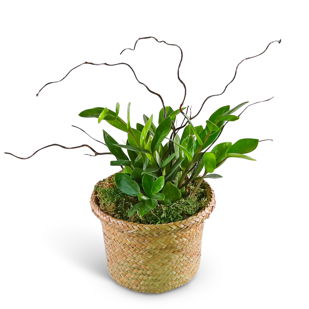 ZanGem Plant in Basket