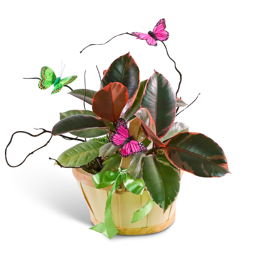 Variegated Rubber Tree Plant with Spring Accents