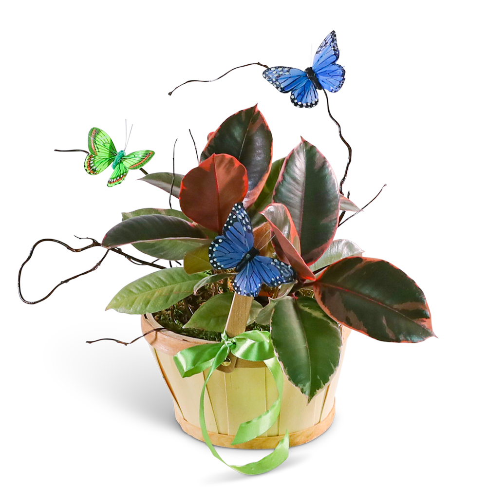 Variegated Rubber Tree Plant with Butterflies
