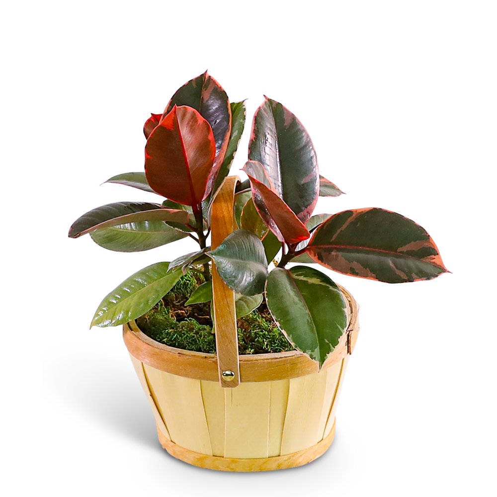 Variegated Rubber Tree Plant