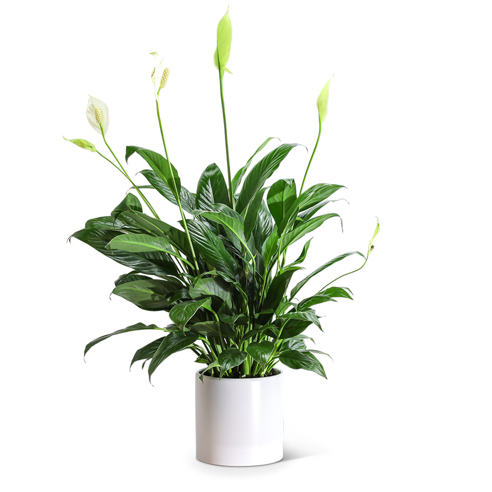 Peace Lily Plant