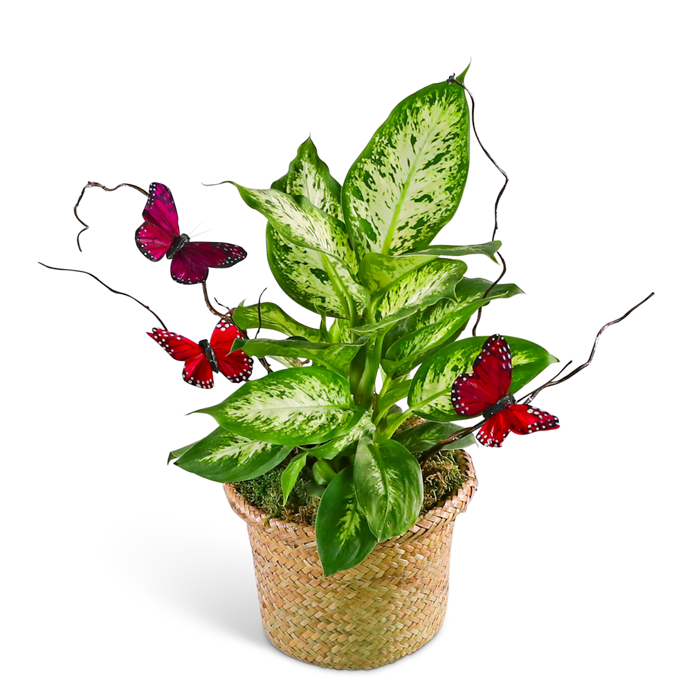 Dieffenbachia Plant with Spring Accents