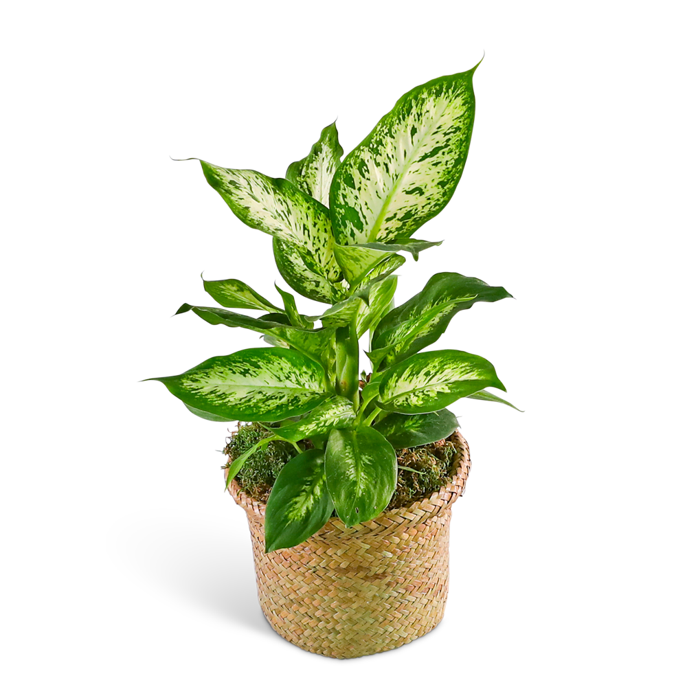 Dieffenbachia Plant