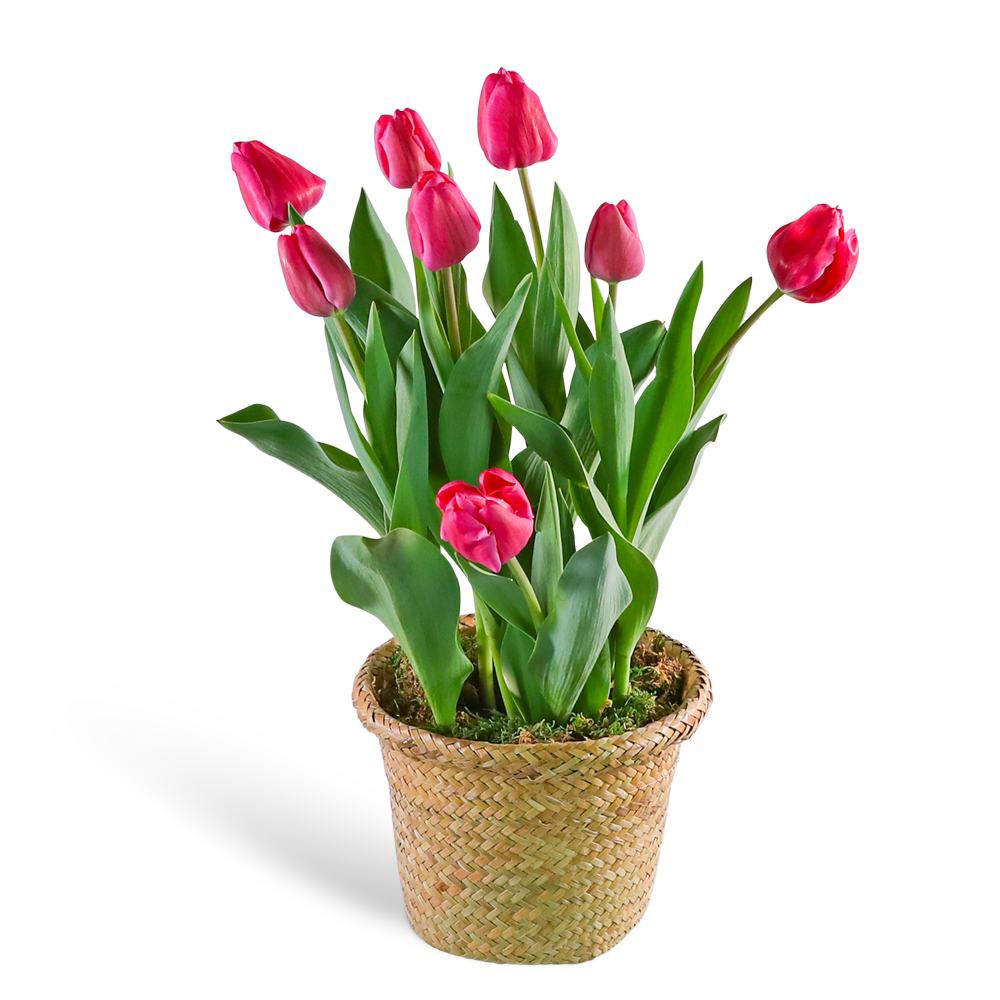 Pink Potted Tulip Plant