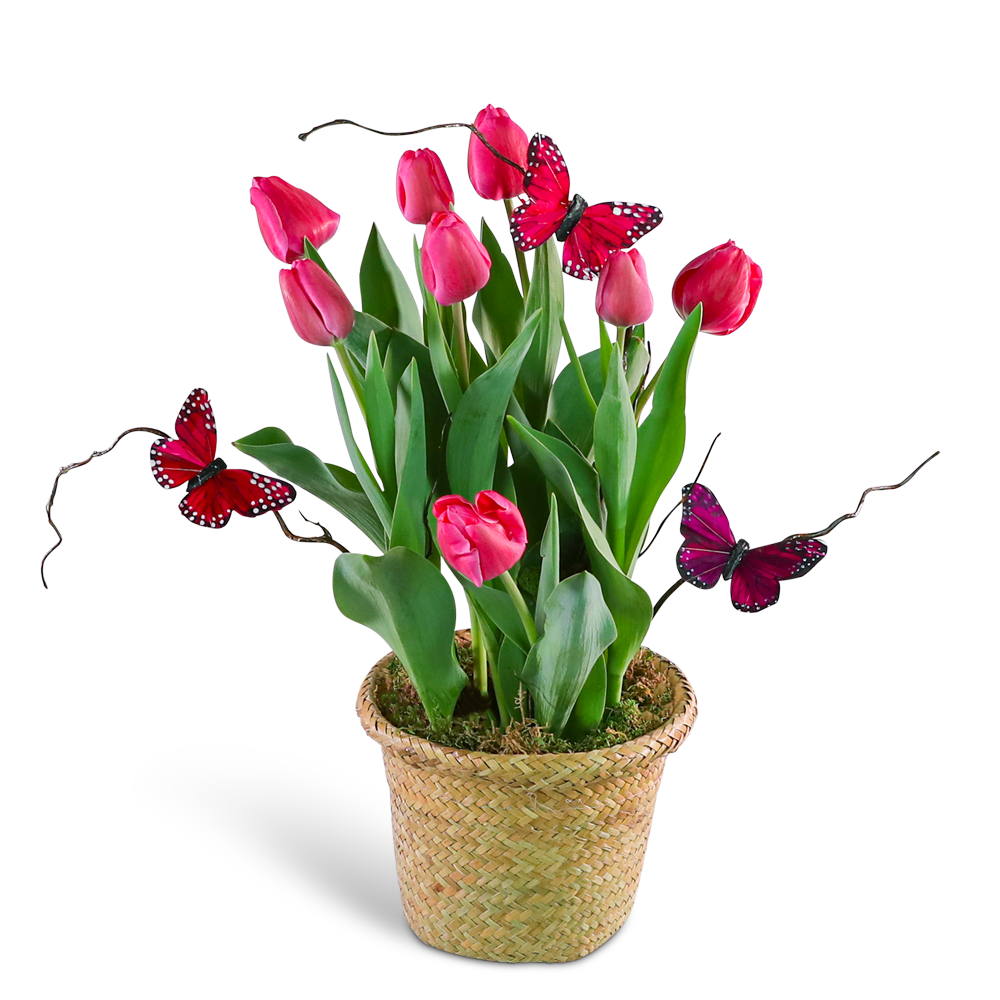 Pink Potted Tulip Plant with Butterflies