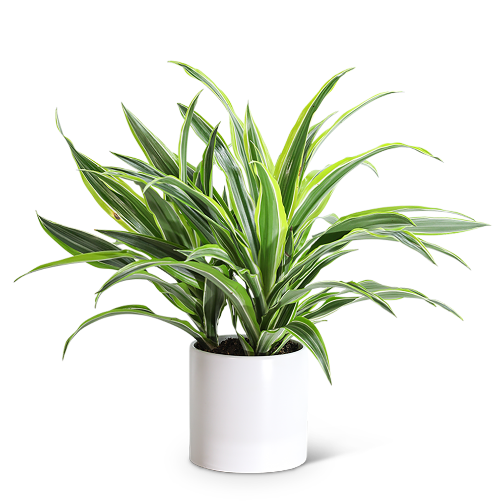 Dracaena Lemon Lime Plant