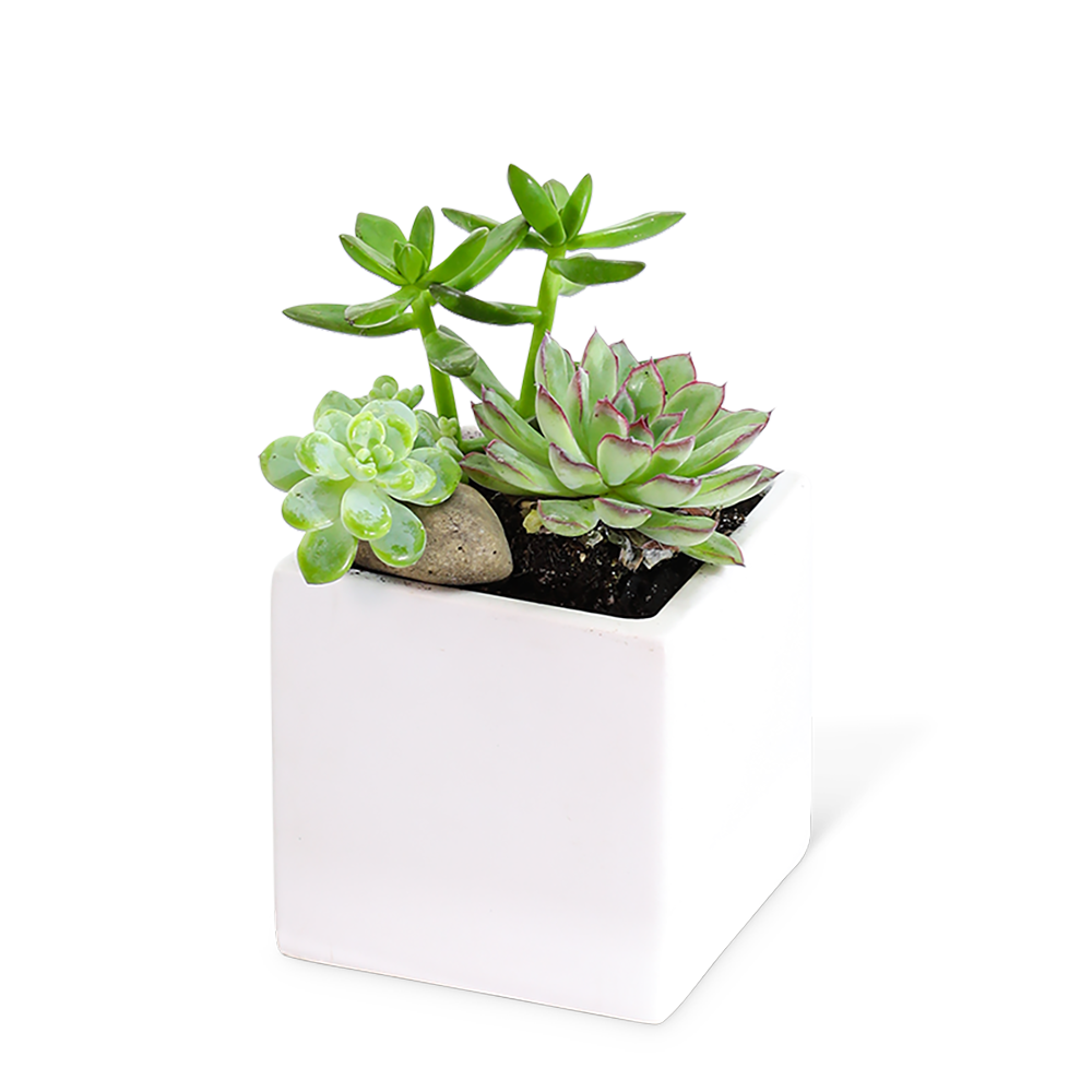 Small Succulent Garden