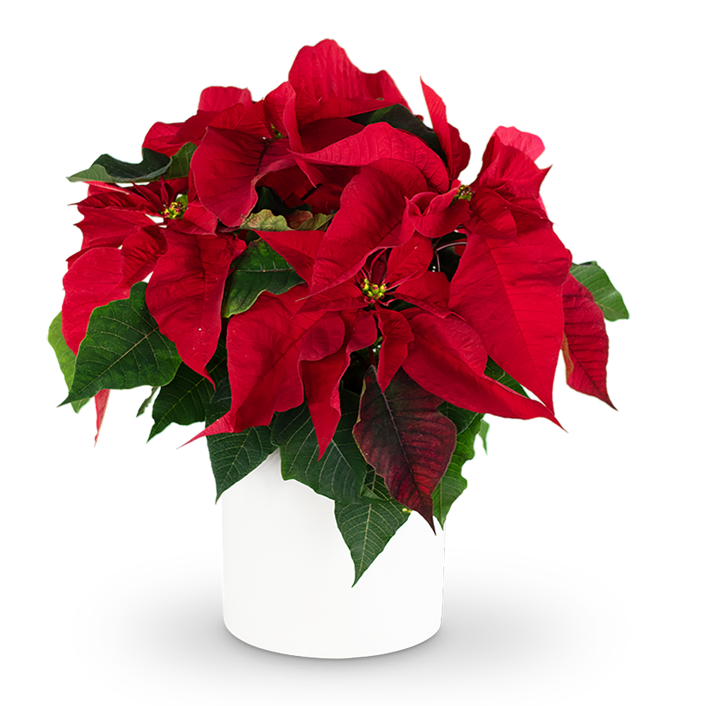 Red Poinsettia Plant