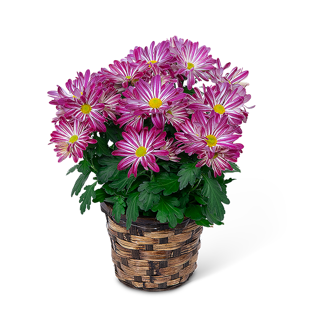 Purple Daisy Chrysanthemum Plant