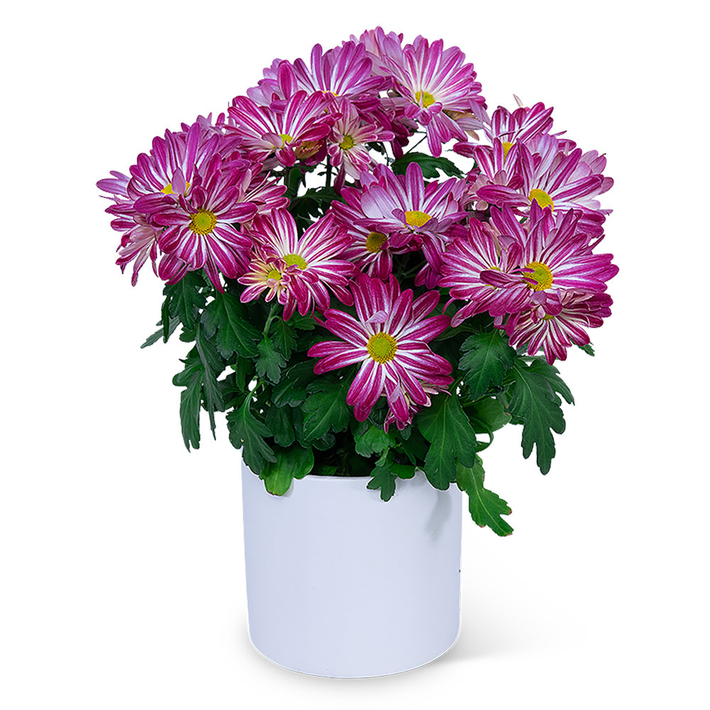Purple Daisy Chrysanthemum Plant