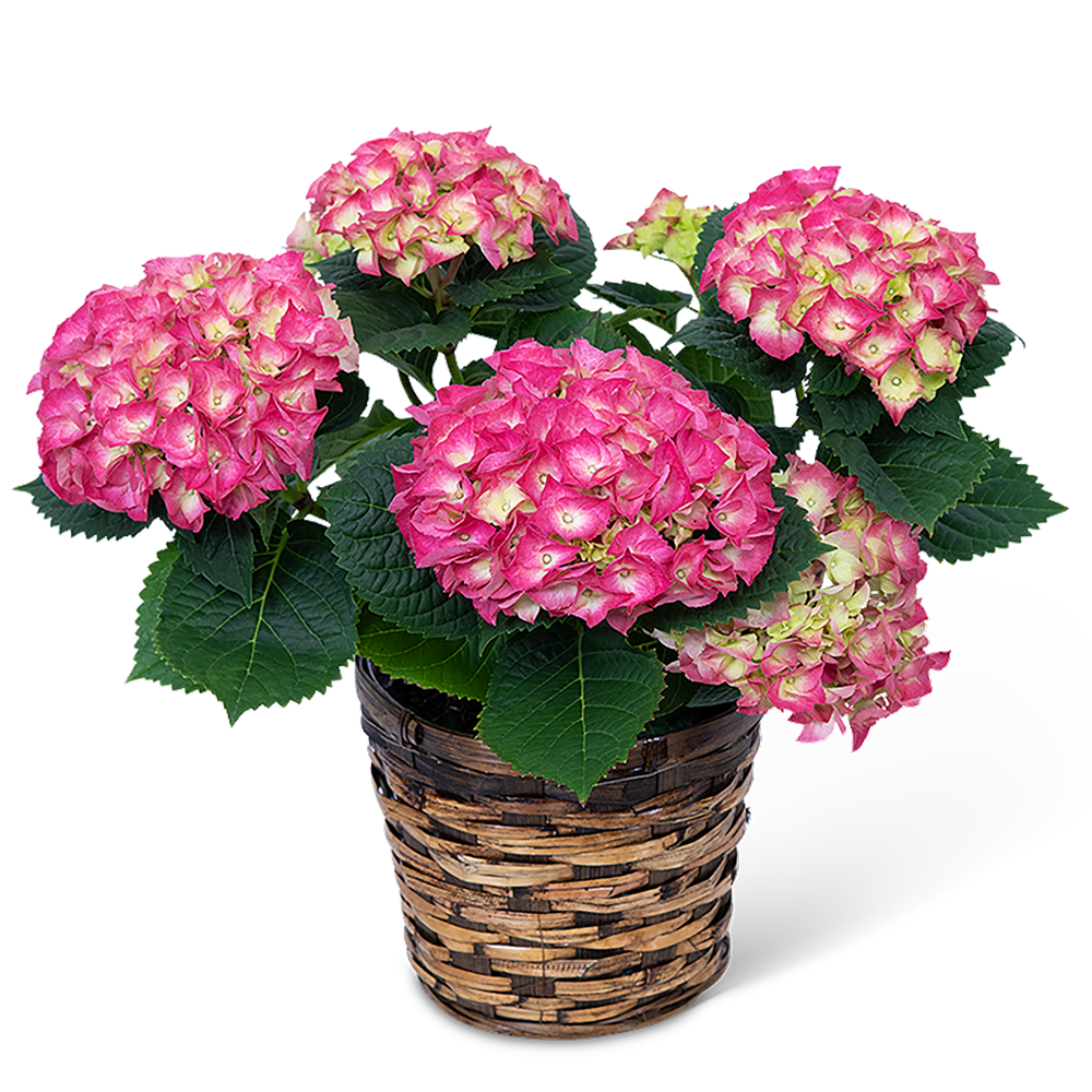 Pink Hydrangea Plant
