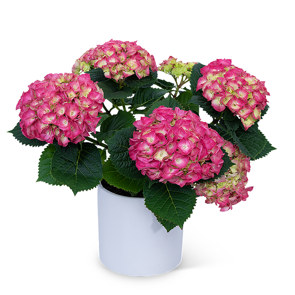 Pink Hydrangea Plant