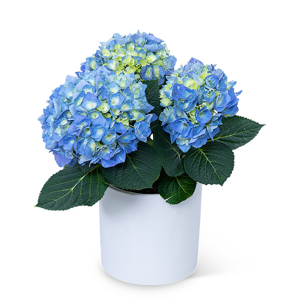 Blue Hydrangea Plant