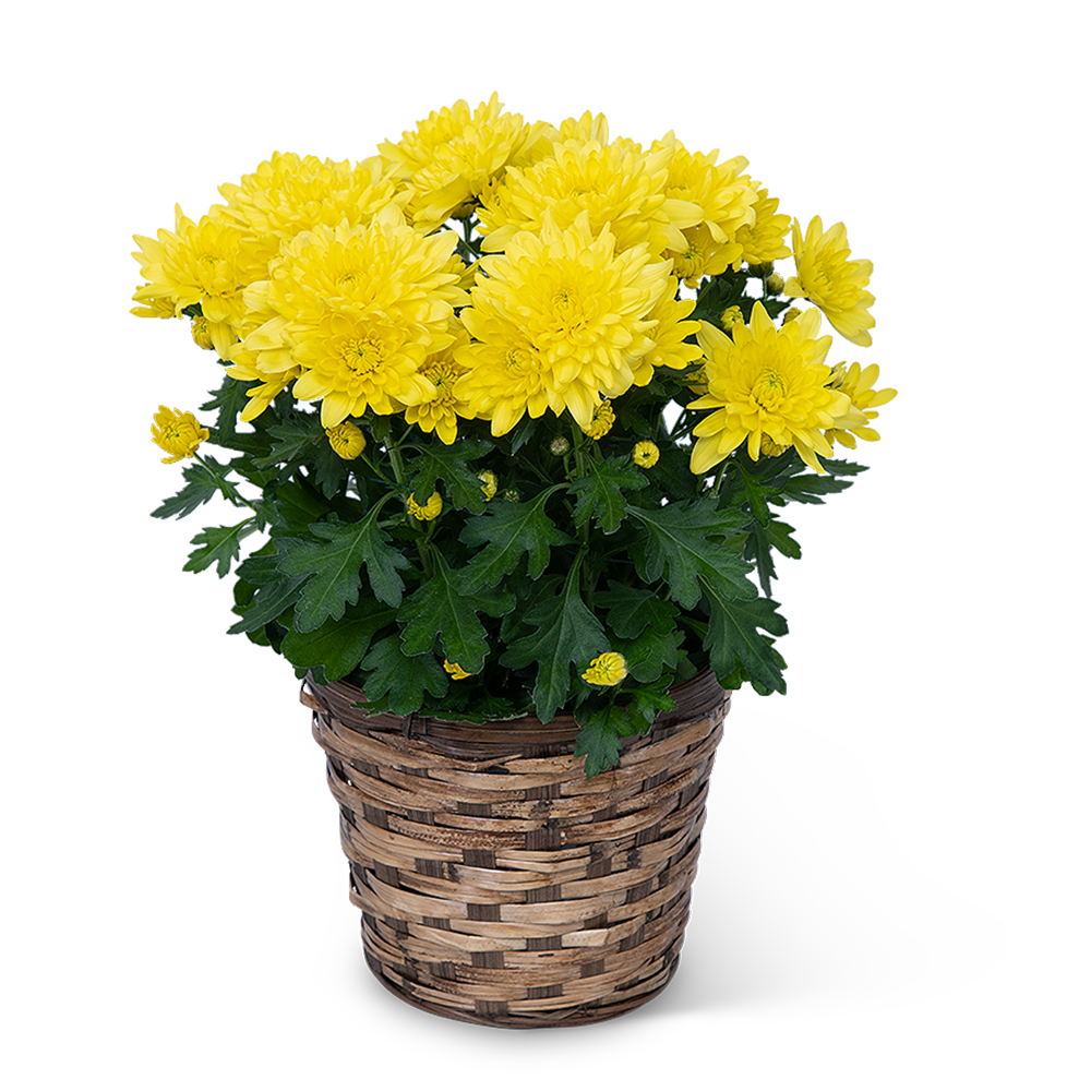 Yellow Chrysanthemum Plant