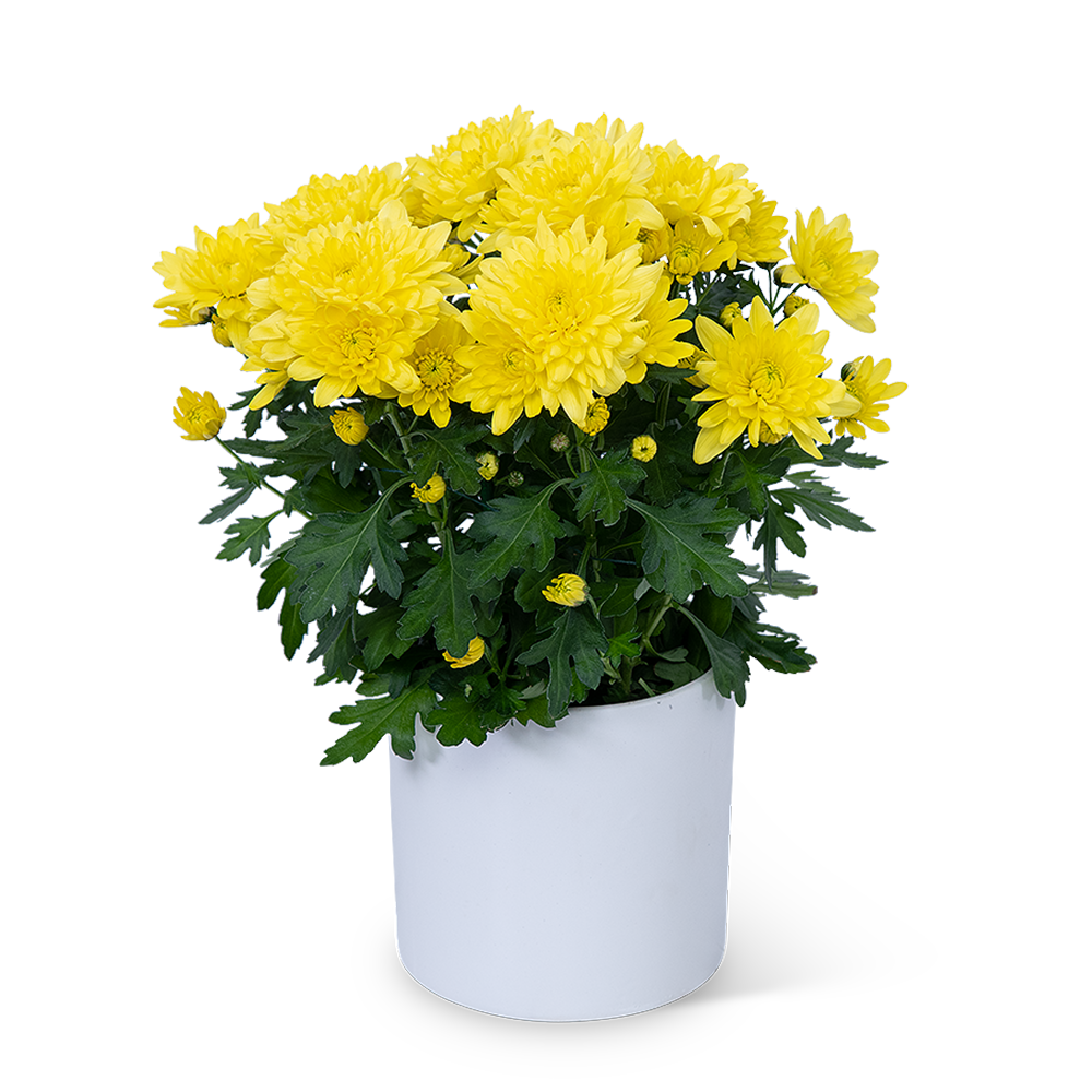 Yellow Chrysanthemum Plant